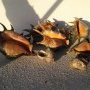 Les araignées de mer, très bon