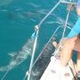 Les dauphins nous accompagnent souvent