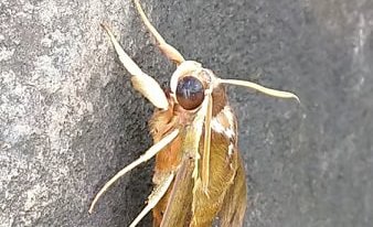 Joli papillon