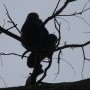 Singes hurleurs sous la pluie