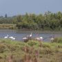Le parc camarguais