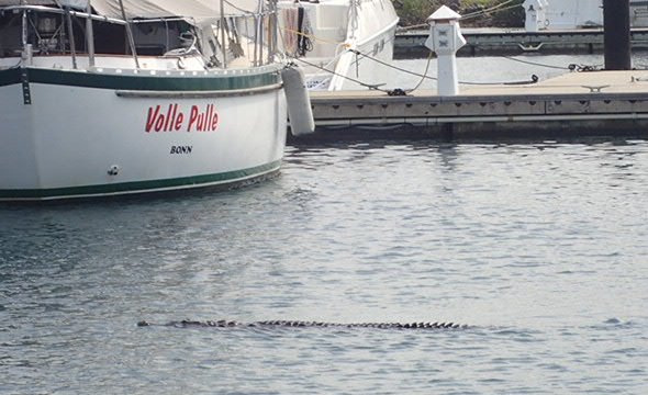 Crocodile dans la marina