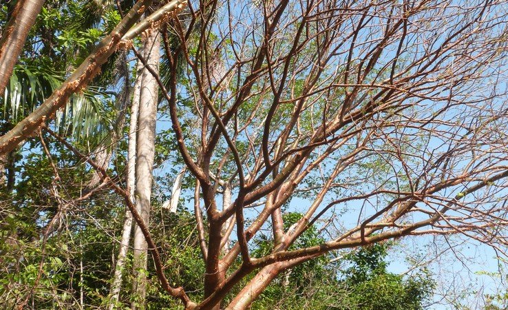 Arbre dit touriste : il bronze, rougit et pèle (haha)