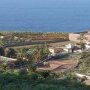 Garachico - plantations de bananes par centaine