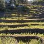 Le maïs en espalier
