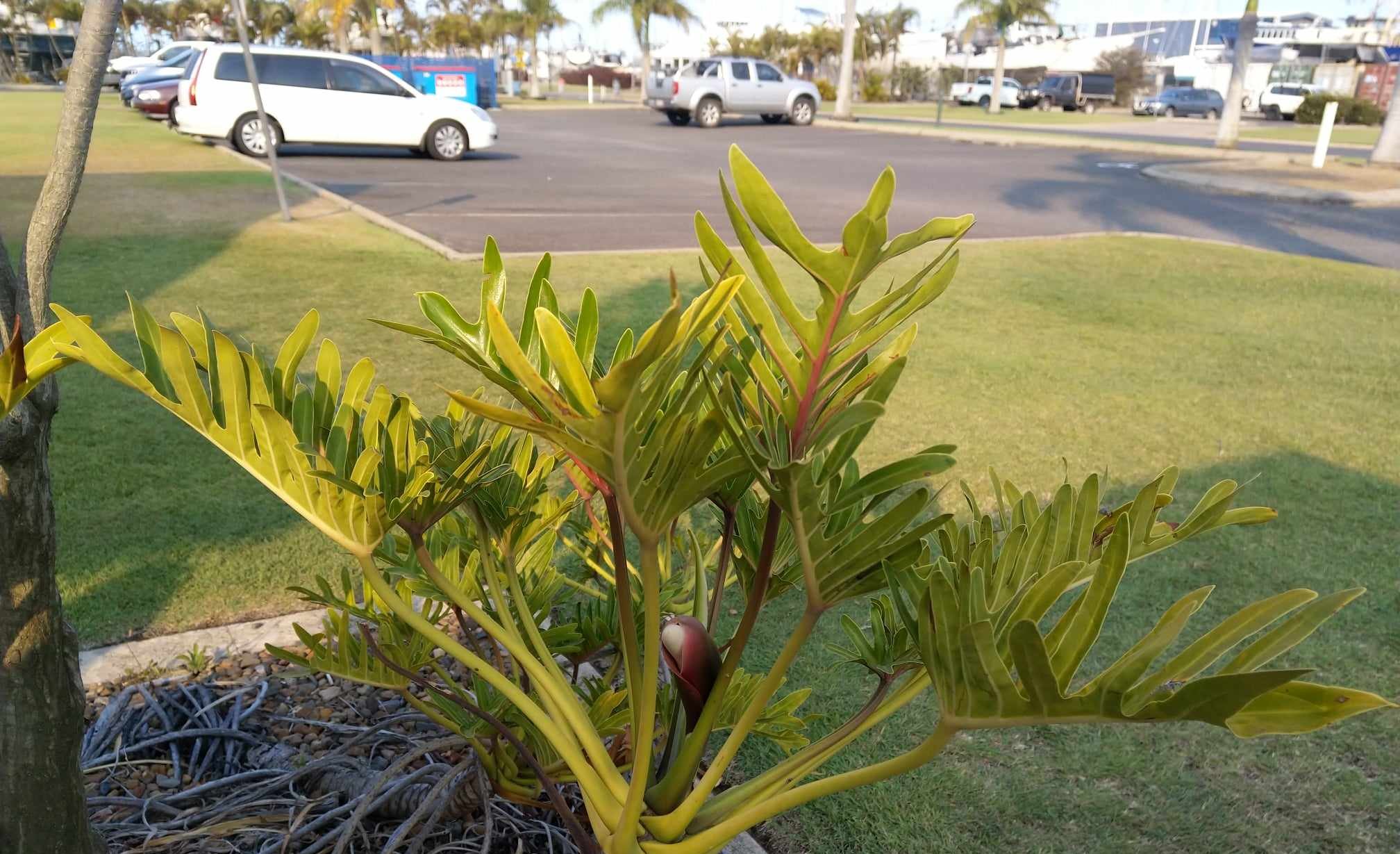 Plante à la marina