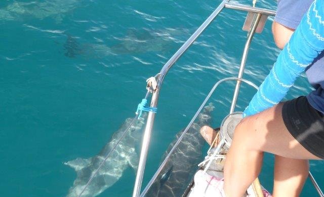 Les dauphins nous accompagnent souvent