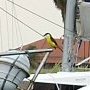 De jolis oiseaux