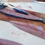 Celui là avait déjà avalé un poisson volant