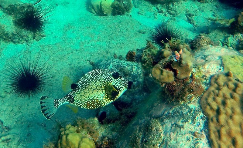 poisson_coffre.jpg