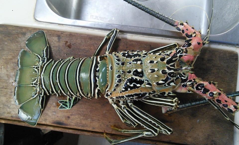 Petite langouste