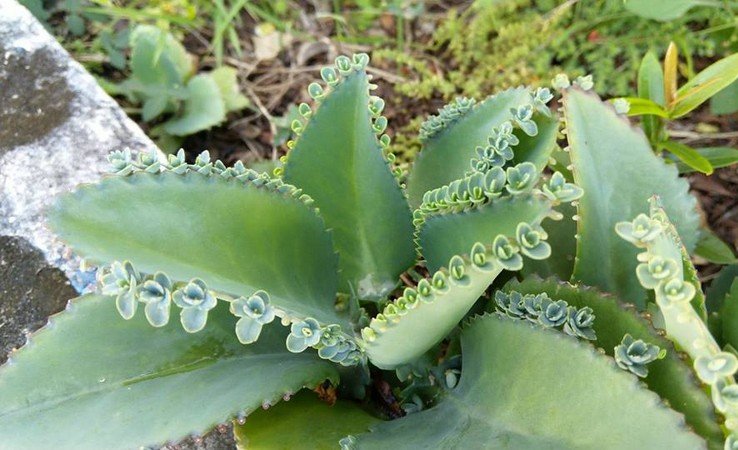 Jolie plante grasse