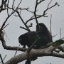 Singes hurleurs