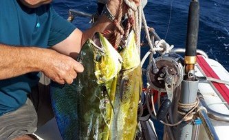 Deux Mahi mahi simultanément sur les deux cannes