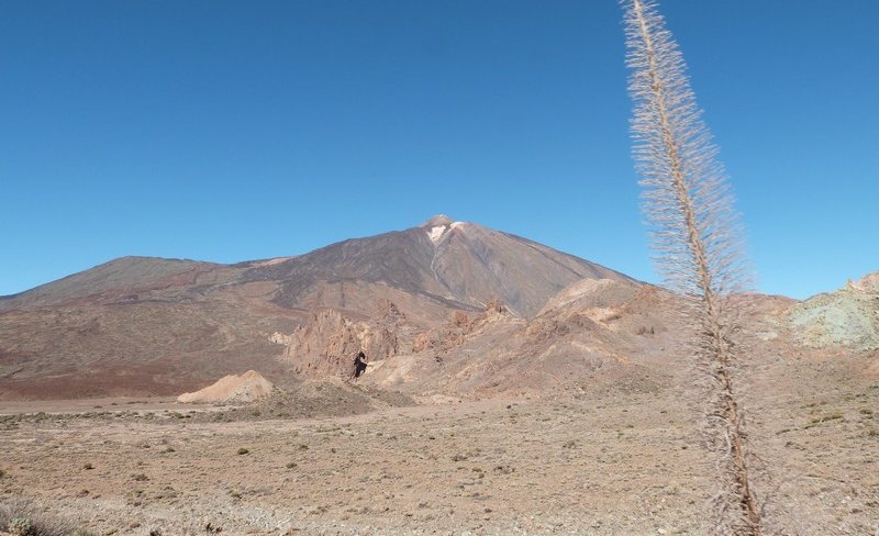 Parc du Teide - au premier plan Vipérine rouge mais fanée...