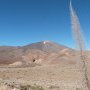 Parc du Teide - au premier plan Vipérine rouge mais fanée...