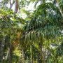 La jungle