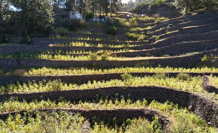 Le maïs en espalier