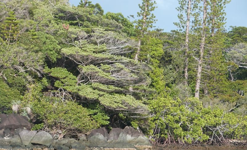 Bonne Anse