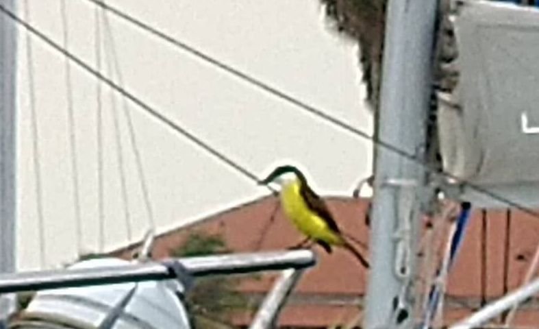 De jolis oiseaux