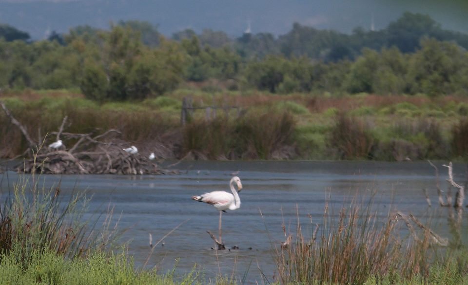 et ses flamands roses