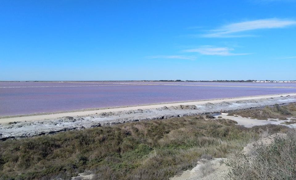 et encore du rose