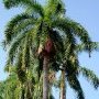 Magnifiques palmiers