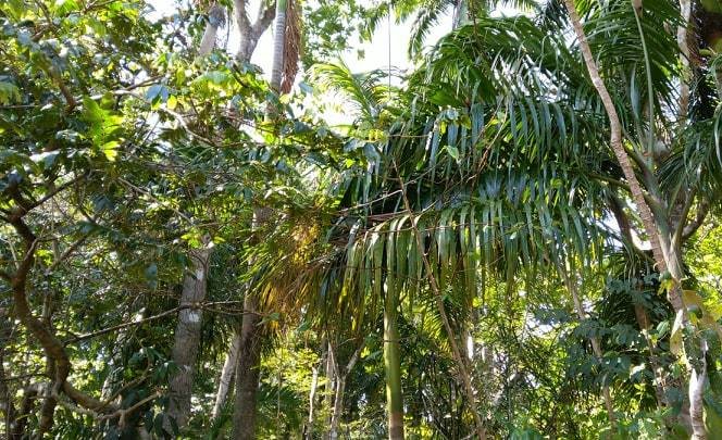 La jungle