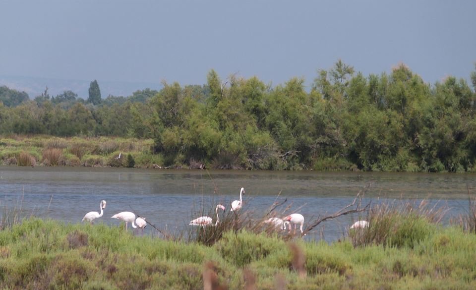 Le parc camarguais