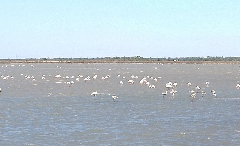 encore les flamands roses