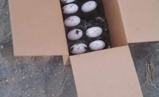 Les oeufs de croco bien rangés prêts pour le transport