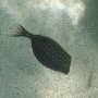 Petit poisson coffre