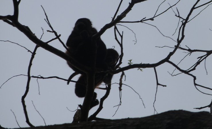 Singes hurleurs sous la pluie