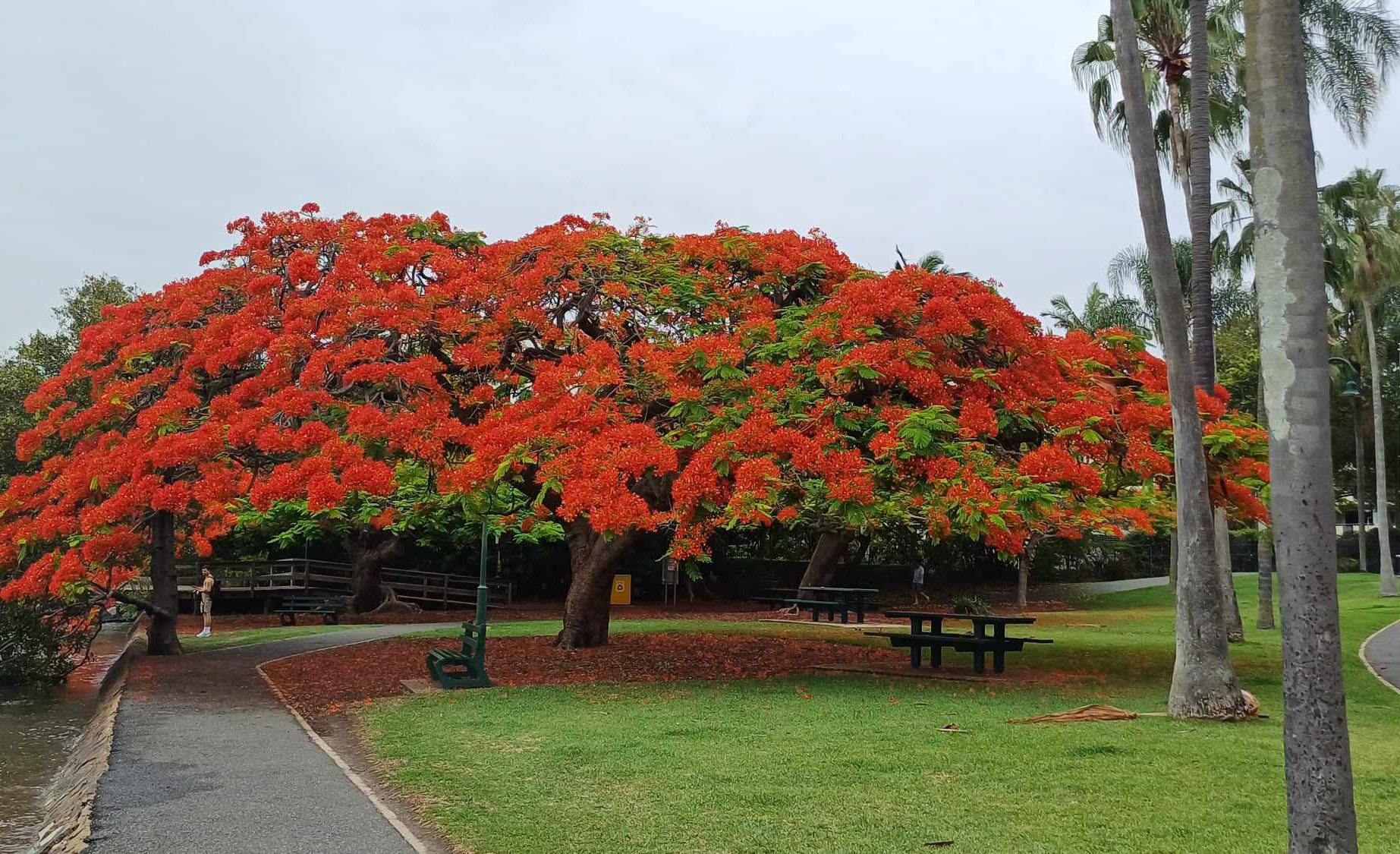 Un magnifique flamboyant