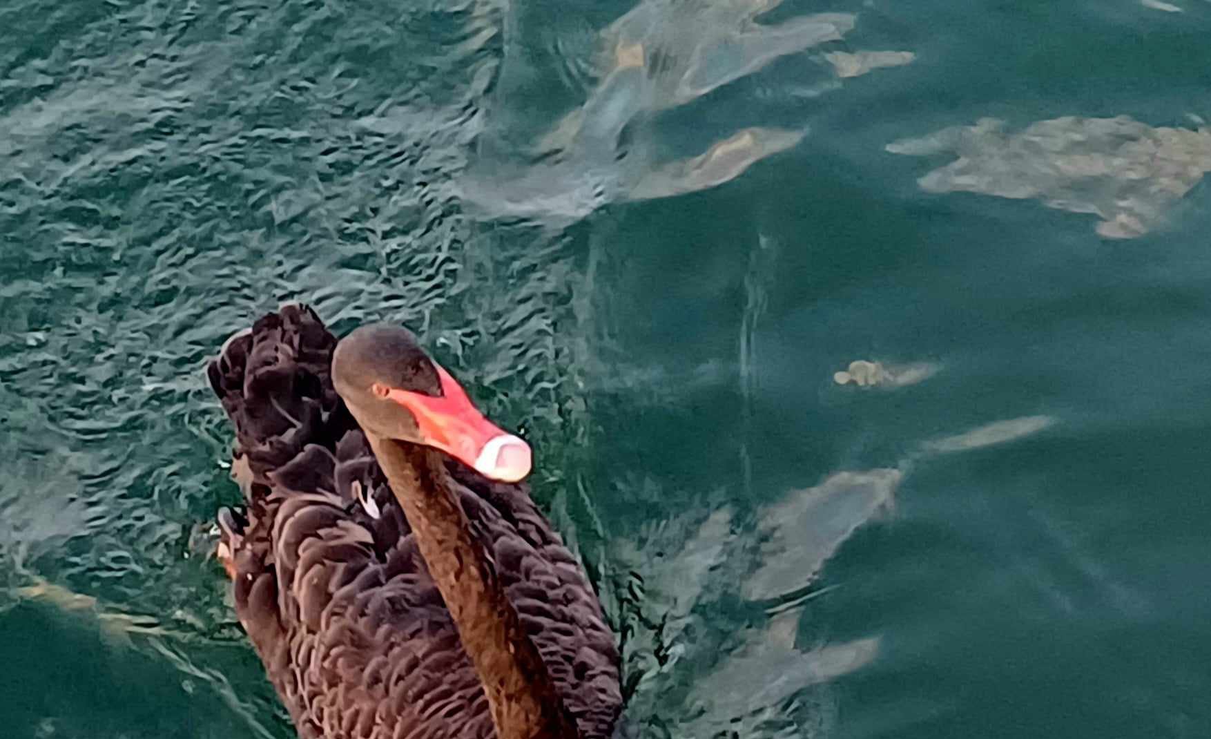 Notre cygne noir