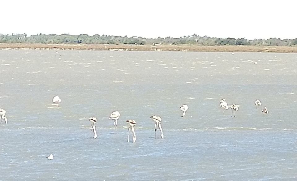 Les flamants roses