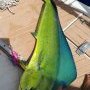 Mahi Mahi