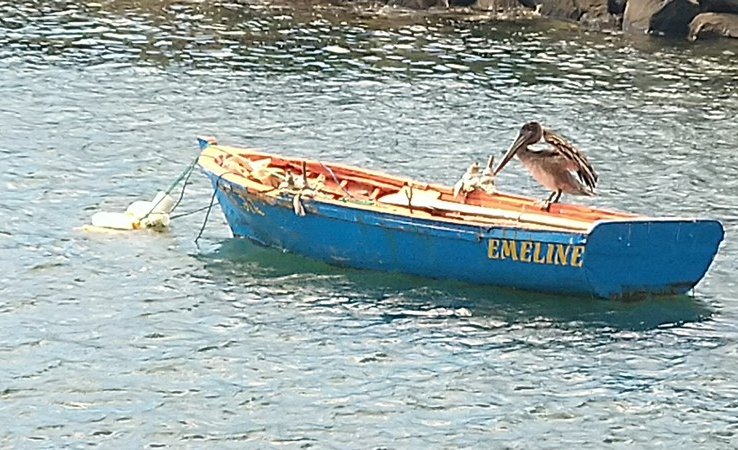 Pélican devant le restaurant « Les tortues »