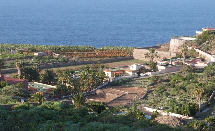 Garachico - plantations de bananes par centaine