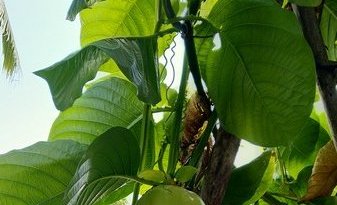 Un fruit de la passion ou pomme liane
