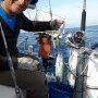 La pêche pas encore très sportive