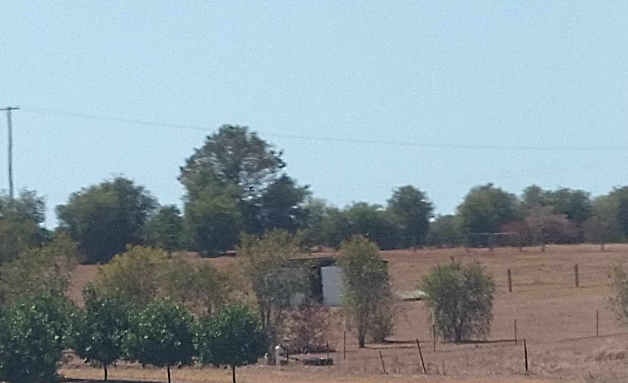 les arbres à macadamia