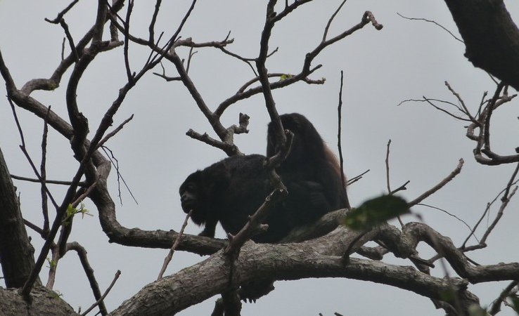 Singes hurleurs