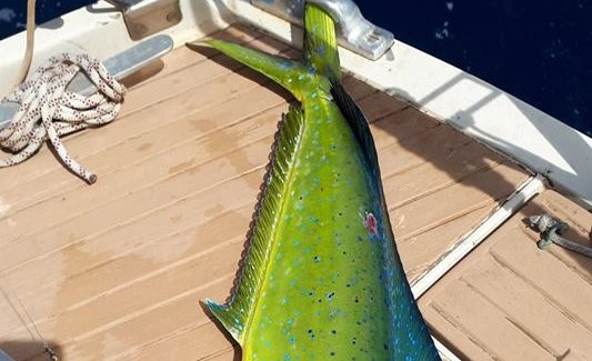 Mahi Mahi