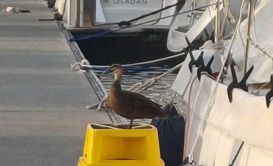 Un canard qui est resté là au moins deux jours