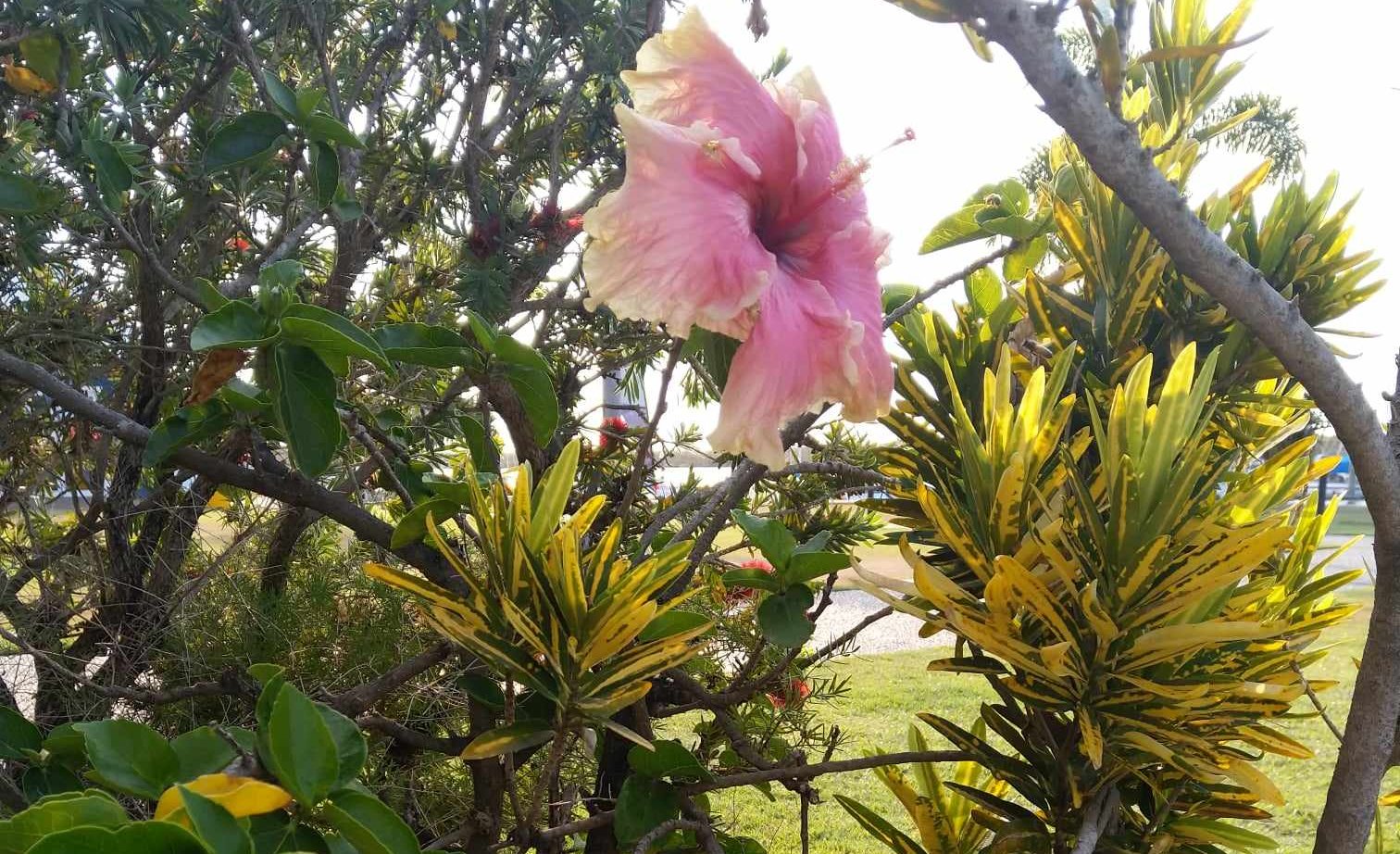 Hibiscus à la marina