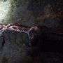 Madame croco capturée