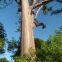 Eucalyptus à Koumac