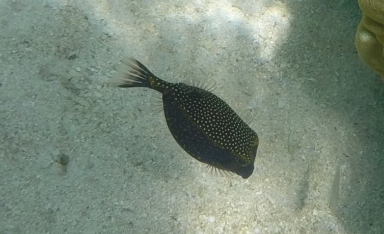 Petit poisson coffre