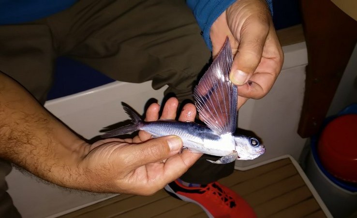 Poisson volant (profil)